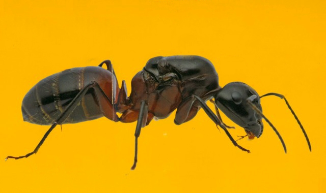 Conférence de Gaëtan Hanssens - Les fourmis
